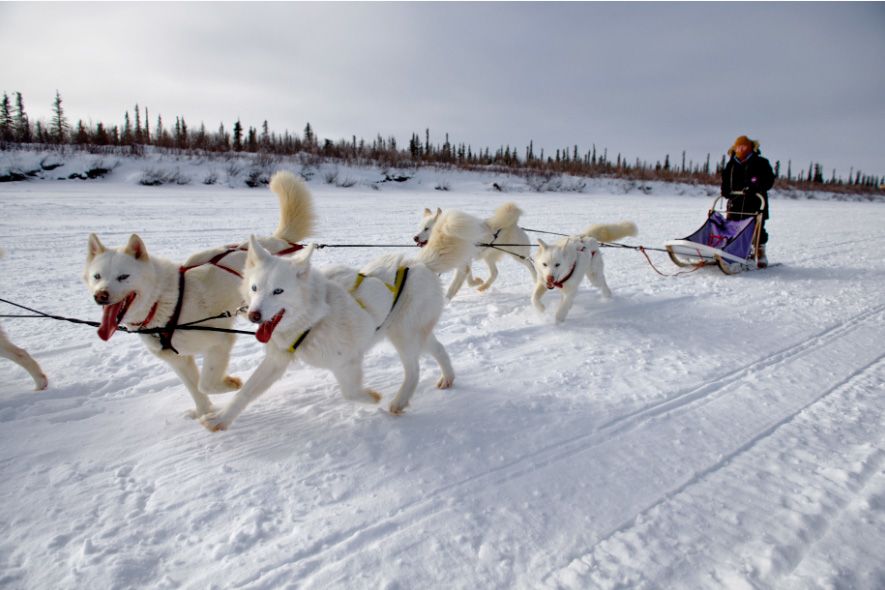 Schlittenhunde in Inuvik